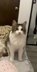 Lost Male Cat last seen Near Parkland Dr, Sunnyside, WA 98944