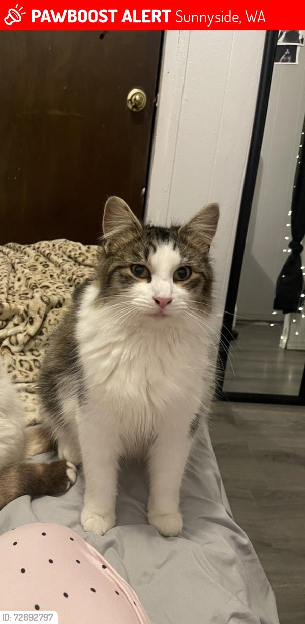 Lost Male Cat last seen Near Parkland Dr, Sunnyside, WA 98944