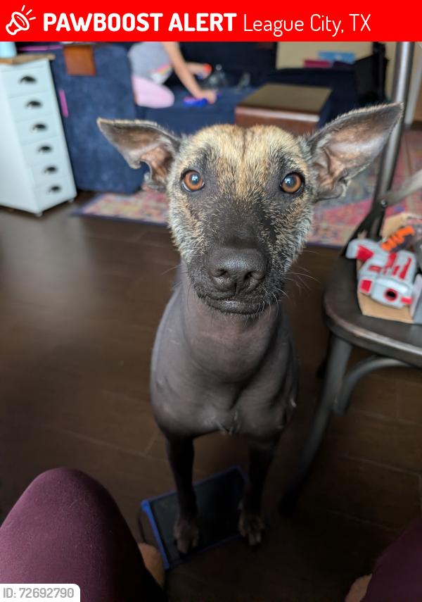 Lost Female Dog last seen Westwood Subdivision , League City, TX 77573