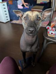 Lost Female Dog last seen Westwood Subdivision , League City, TX 77573