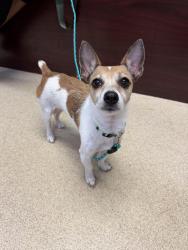 Found/Stray Female Dog last seen 79th street & South Western Ave. Chicago, Chicago, IL 60636