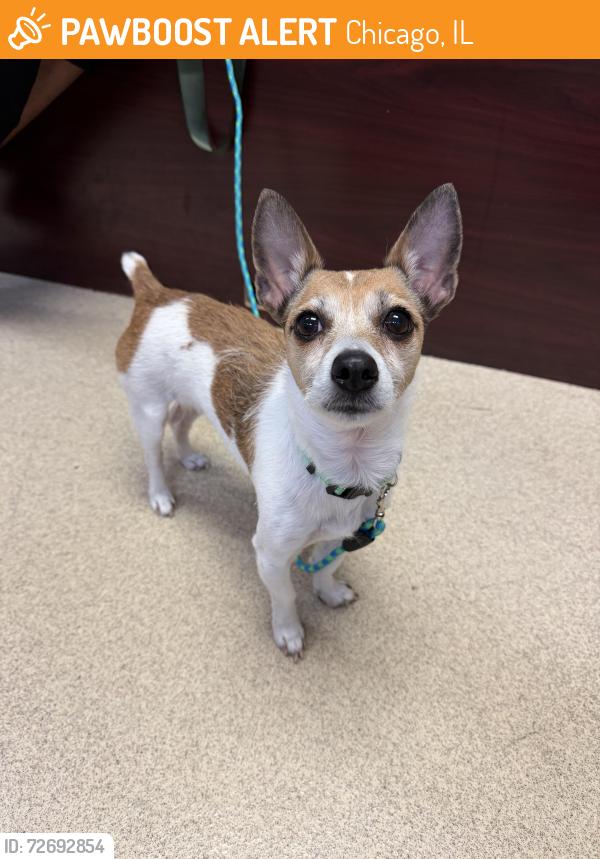 Found/Stray Female Dog last seen 79th street & South Western Ave. Chicago, Chicago, IL 60636