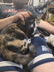 Lost Female Cat last seen Near burton hill rd, Fort Worth, TX 76114