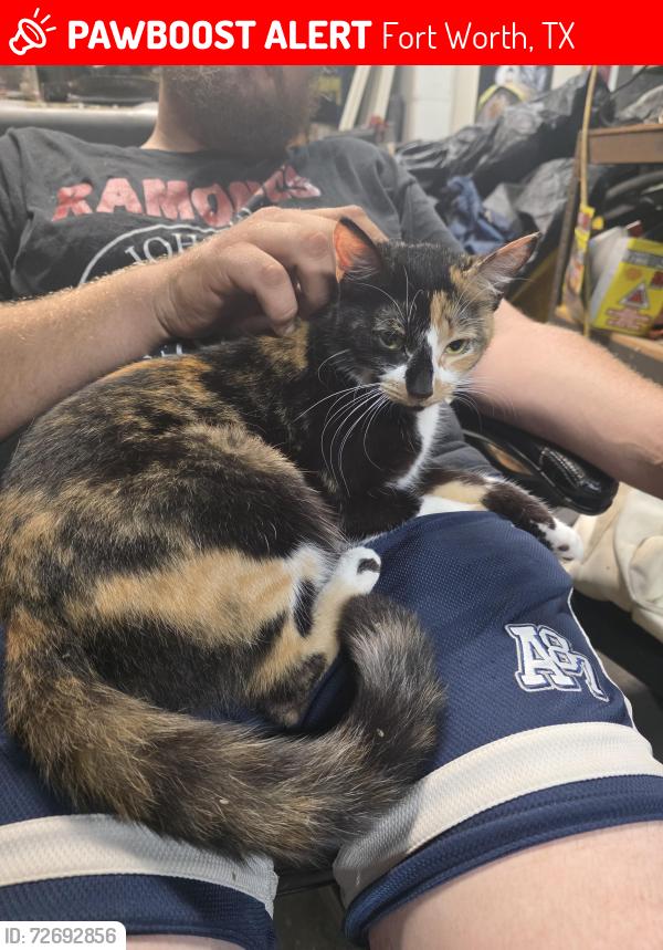 Lost Female Cat last seen Near burton hill rd, Fort Worth, TX 76114
