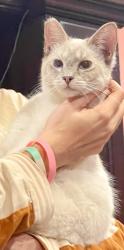 Lost Female Cat last seen West Esplanade, Metairie, LA 70006