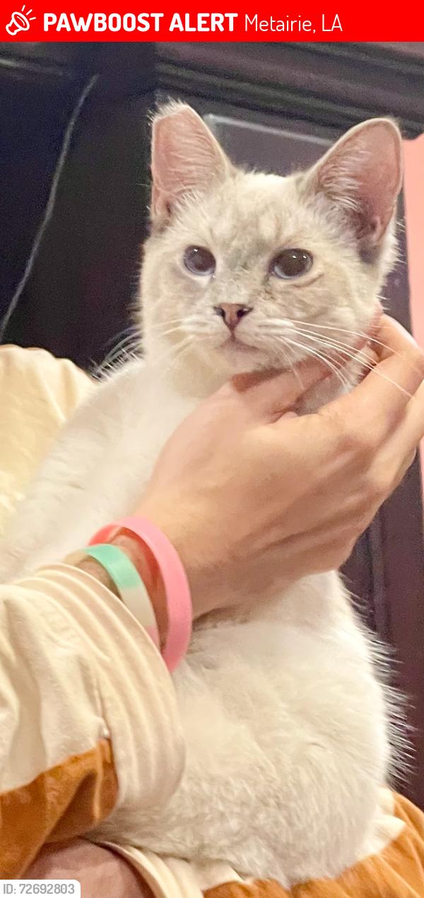 Lost Female Cat last seen West Esplanade, Metairie, LA 70006