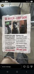 Lost Male Dog last seen Opa Locka , Opa-locka, FL 33054