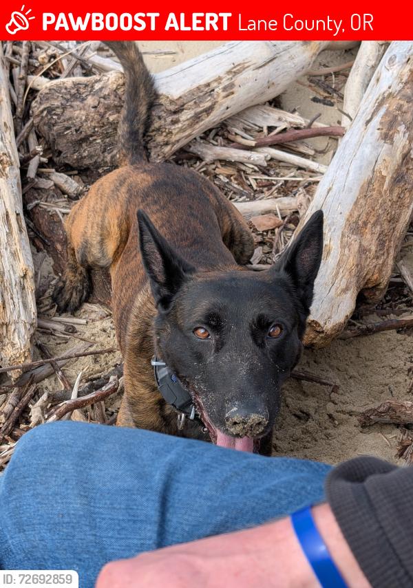 Lost Male Dog last seen Mayola Rd, Lane County, OR 97402