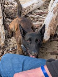 Lost Male Dog last seen Mayola Rd, Lane County, OR 97402