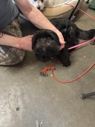 Reunited Male Dog last seen NW. 115th St. 71362 and is here now, Oklahoma City, OK 73162