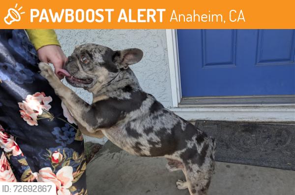 Found/Stray Male Dog last seen Magnolia and Greenleaf, Anaheim, CA 92801