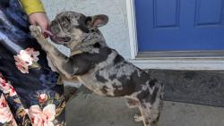 Found/Stray Male Dog last seen Magnolia and Greenleaf, Anaheim, CA 92801