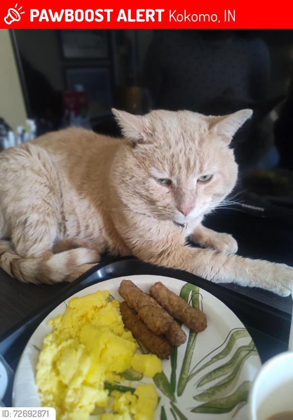 Lost Male Cat last seen Days Inn , Kokomo, IN 46902
