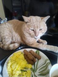 Lost Male Cat last seen Days Inn , Kokomo, IN 46902