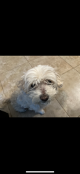 Lost Female Dog last seen Norgard ct & northgate , Sacramento, CA 95833