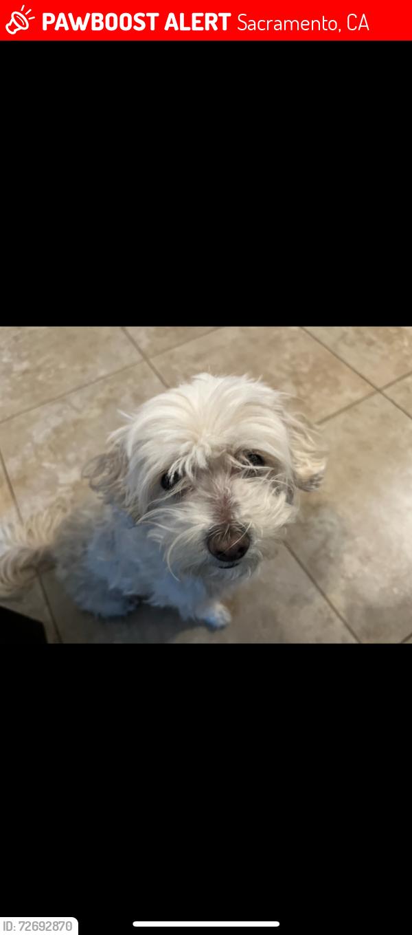 Lost Female Dog last seen Norgard ct & northgate , Sacramento, CA 95833