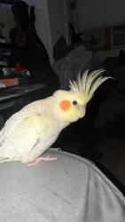 Lost Male Bird last seen Near Hammel St where 2 big Chevy Trucks are, Los Angeles, CA 90063