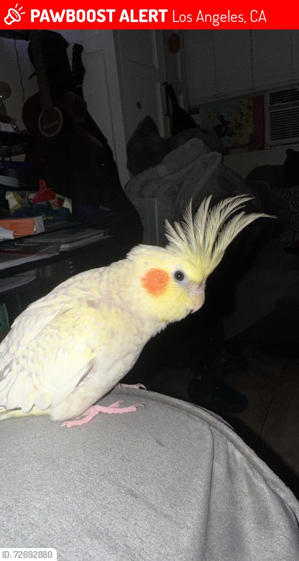 Lost Male Bird last seen Near Hammel St where 2 big Chevy Trucks are, Los Angeles, CA 90063