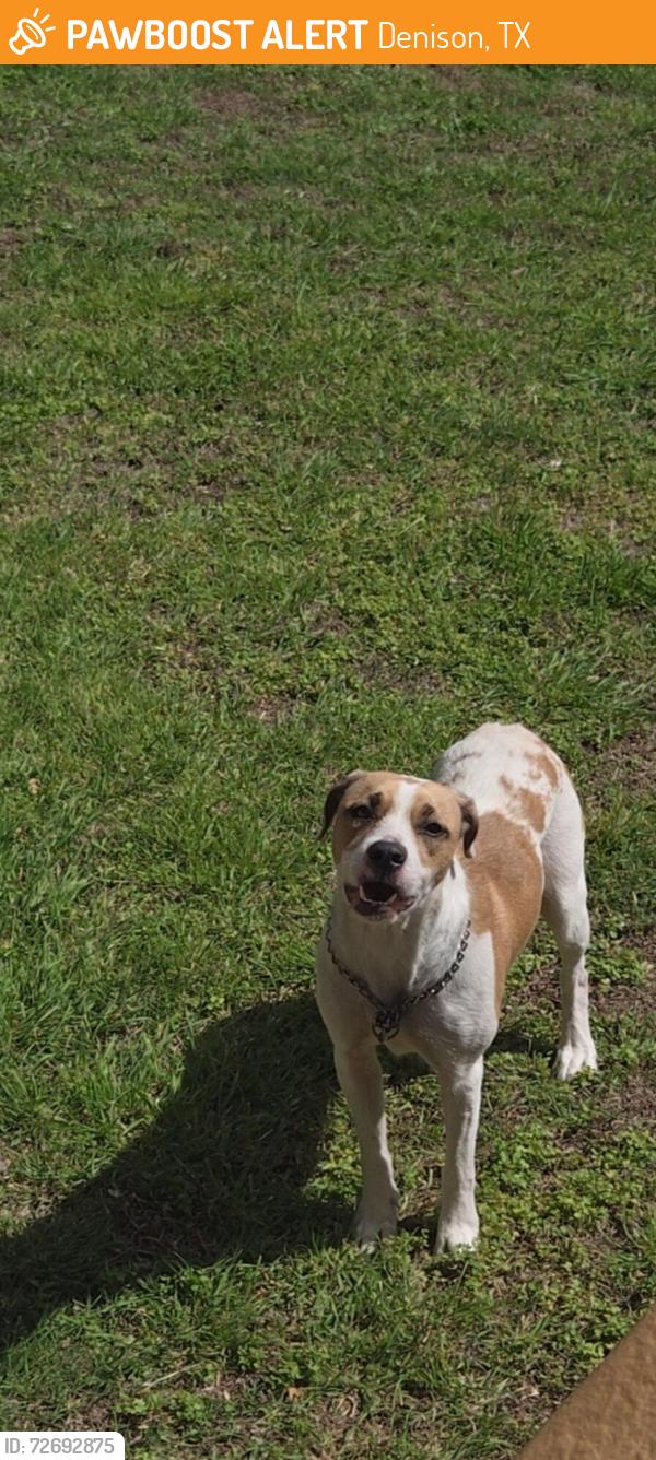 Found/Stray Female Dog last seen Tone , Denison, TX 75020