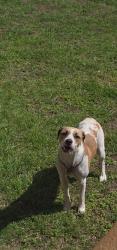 Found/Stray Female Dog last seen Tone , Denison, TX 75020