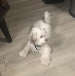Lost Male Dog last seen Near Zionsville Rd , Indianapolis, IN 46268