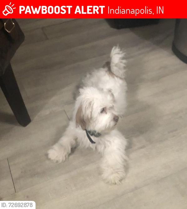 Lost Male Dog last seen Near Zionsville Rd , Indianapolis, IN 46268