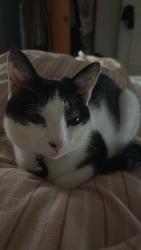 Lost Female Cat last seen Last seen in the early evening 21/3/26, Radcliffe, England M26