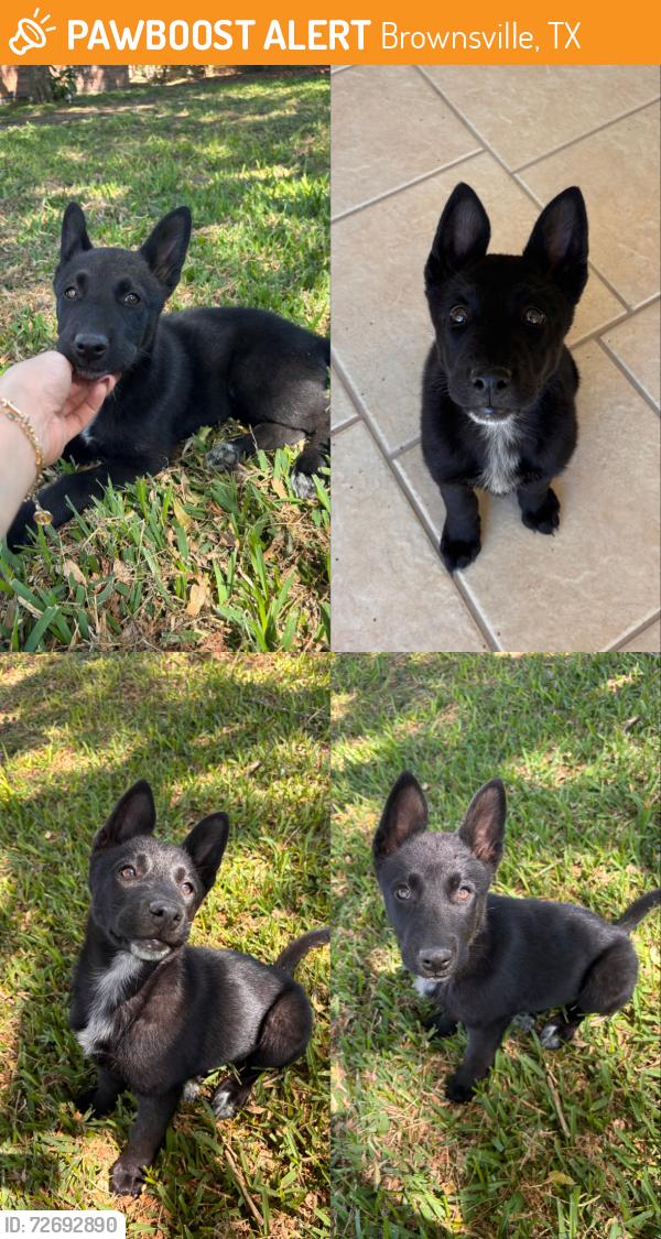 Found/Stray Female Dog last seen Stillman Road , Brownsville, TX 78526