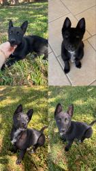 Found/Stray Female Dog last seen Stillman Road , Brownsville, TX 78526