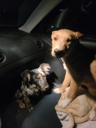 Found/Stray Male Dog last seen Lake Elsinore , Lake Elsinore, CA 92532