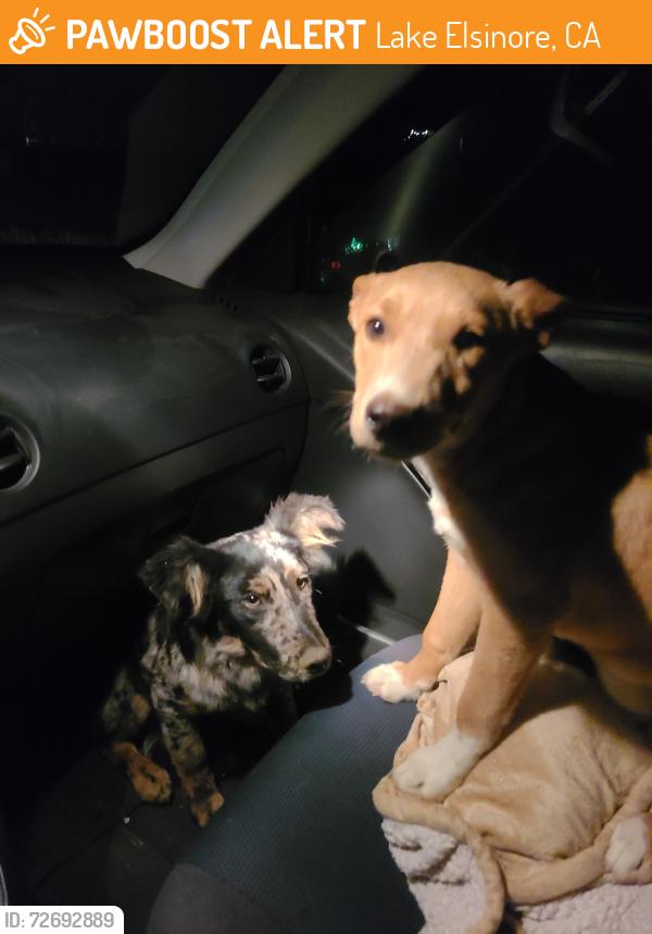 Found/Stray Male Dog last seen Lake Elsinore , Lake Elsinore, CA 92532