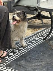 Found/Stray Female Dog last seen Thurman Ave & Jaeger , Columbus, OH 43206