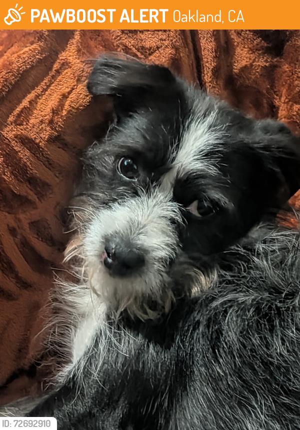 Found/Stray Male Dog last seen Near E 20th Oakland ca, Oakland, CA 94601