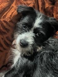 Found/Stray Male Dog last seen Near E 20th Oakland ca, Oakland, CA 94601