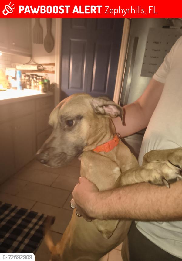 Lost Male Dog last seen Ryals Rd and Eiland blvd, Zephyrhills, FL 33541