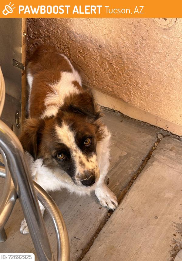 Found/Stray Unknown Dog last seen Near Ave & Valencia , Tucson, AZ 85706