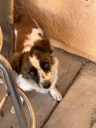 Found/Stray Unknown Dog last seen Near Ave & Valencia , Tucson, AZ 85706