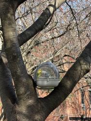 Lost Unknown Bird last seen LancasterWalk Park (65 N 34thSt), Philadelphia, PA 19104