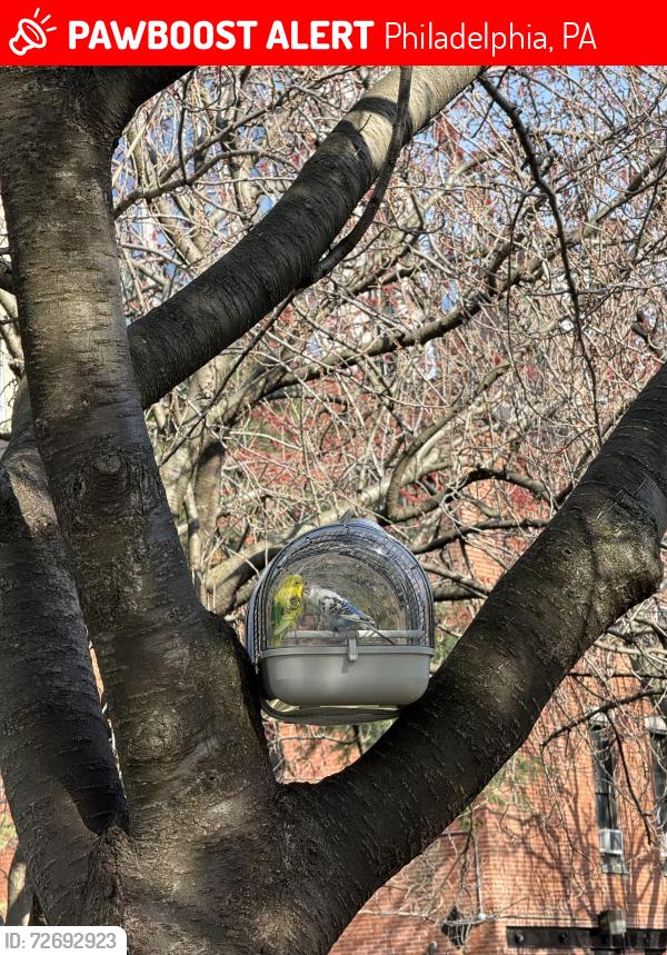 Lost Unknown Bird last seen LancasterWalk Park (65 N 34thSt), Philadelphia, PA 19104