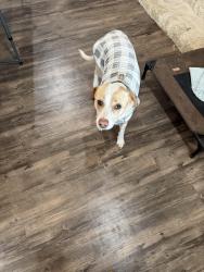 Lost Female Dog last seen 66th and Milwaukee , Lubbock, TX 79424