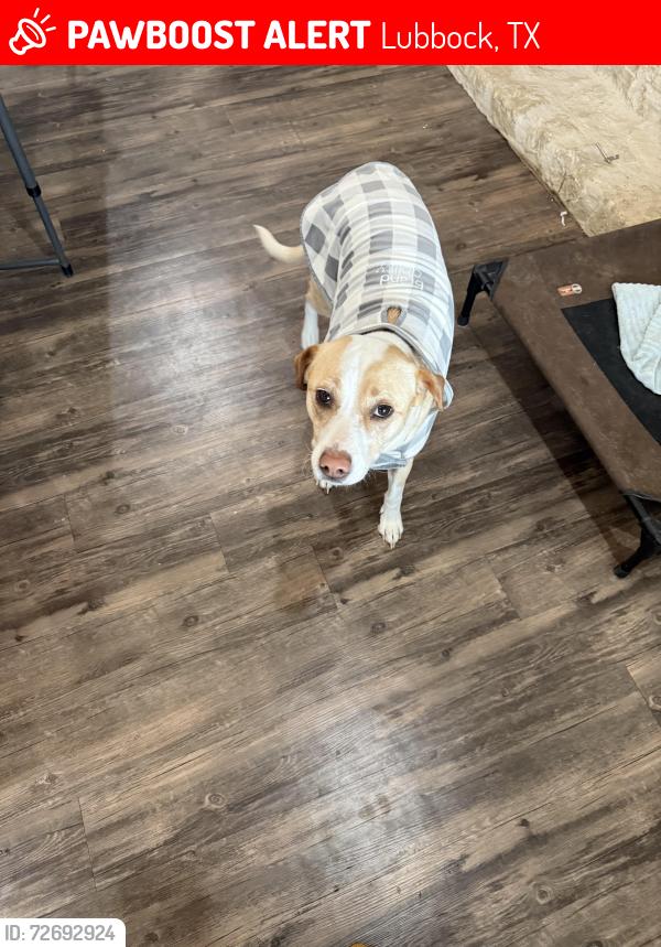 Lost Female Dog last seen 66th and Milwaukee , Lubbock, TX 79424