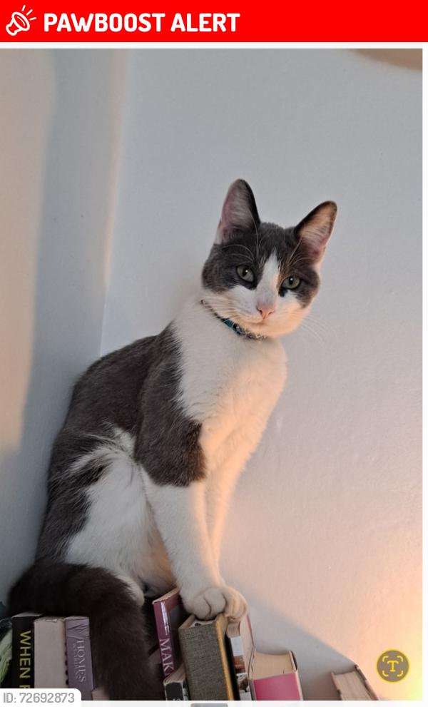 Lost Male Cat last seen Glasson Dock Marina, Glasson Dock, England LA2 0DE