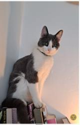 Lost Male Cat last seen Glasson Dock Marina, Glasson Dock, England LA2 0DE