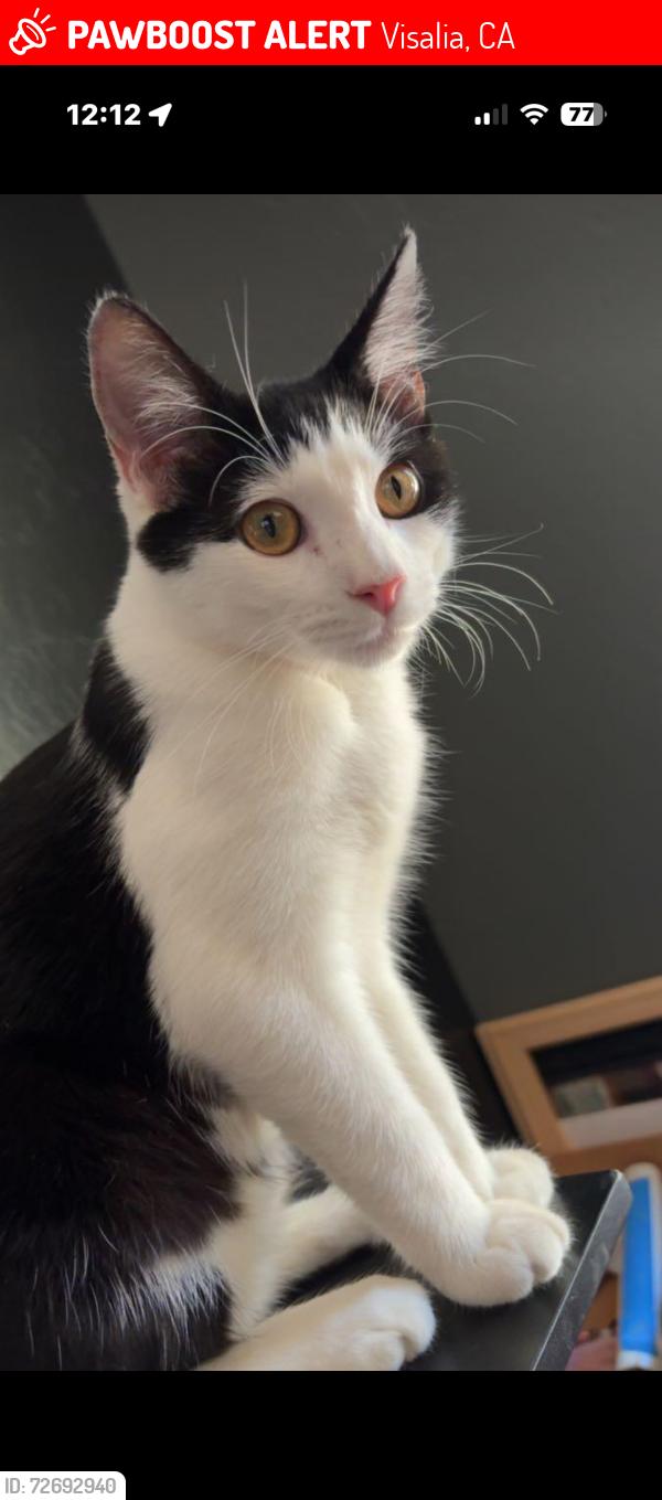 Lost Male Cat last seen Cameron and West, Visalia, CA 93277