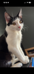 Lost Male Cat last seen Cameron and West, Visalia, CA 93277