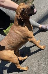 Found/Stray Male Dog last seen Dills rd Rutherfordton nc , Rutherford County, NC 28043