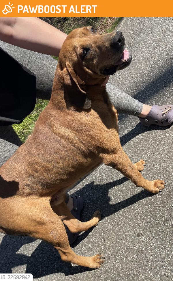 Found/Stray Male Dog last seen Dills rd Rutherfordton nc , Rutherford County, NC 28043