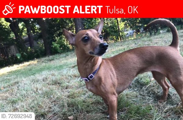 Lost Female Dog last seen Milller, Tulsa, OK 74115