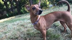 Lost Female Dog last seen Milller, Tulsa, OK 74115