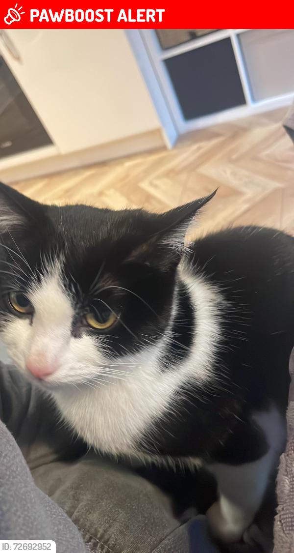 Lost Female Cat last seen Water orton lane, Birmingham, England 